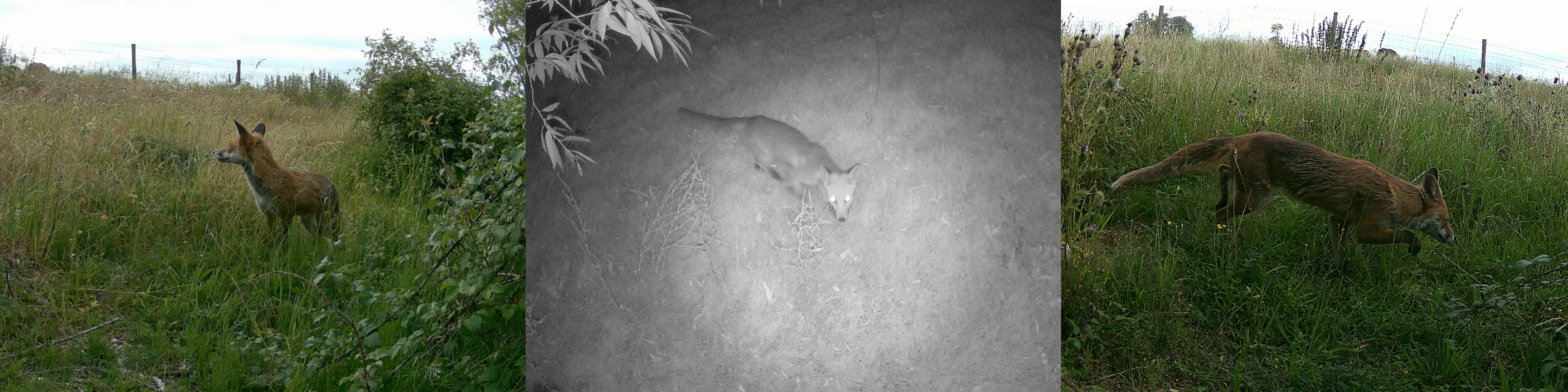 fox_1